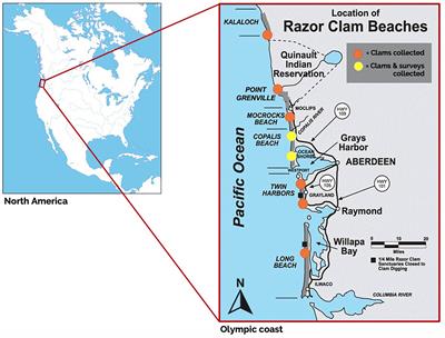 Microplastic Exposure by Razor Clam Recreational Harvester-Consumers Along a Sparsely Populated Coastline